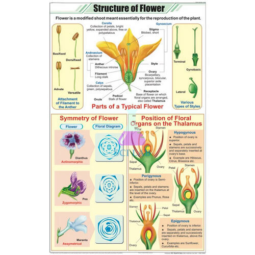 Flower Structure Educational Chart